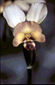wallflower